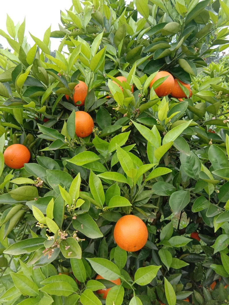 夏橙
