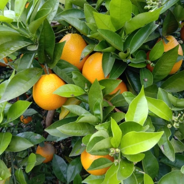 夏橙