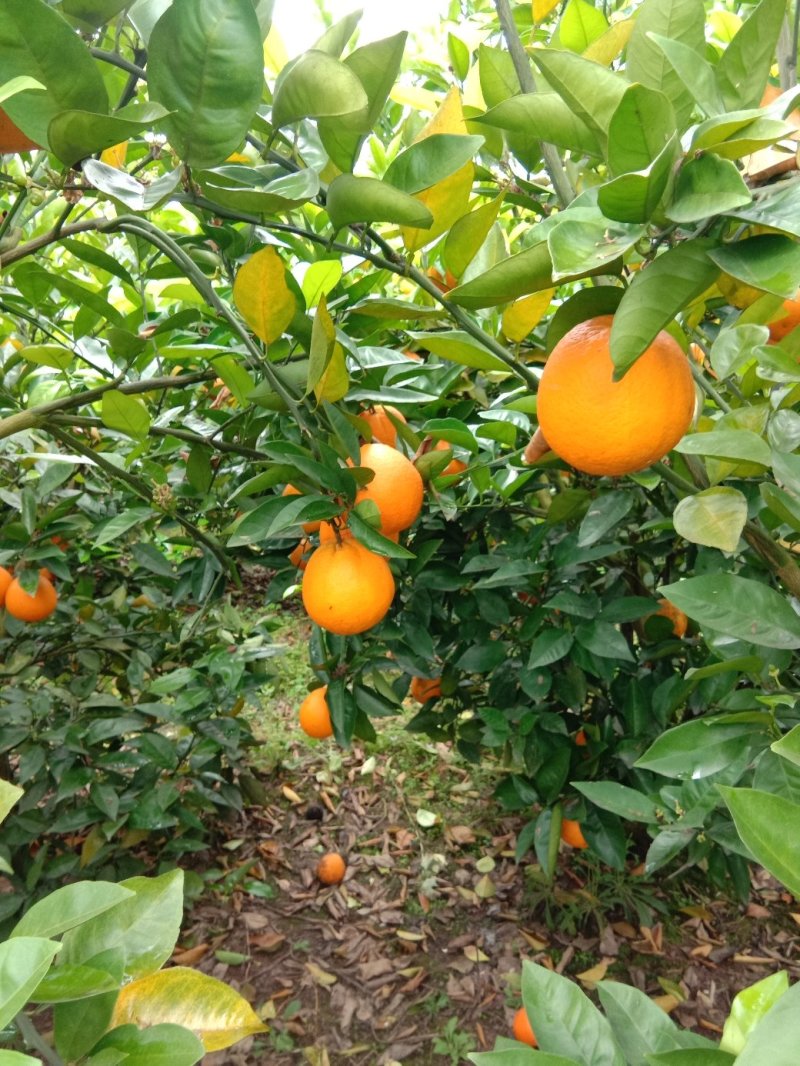 夏橙