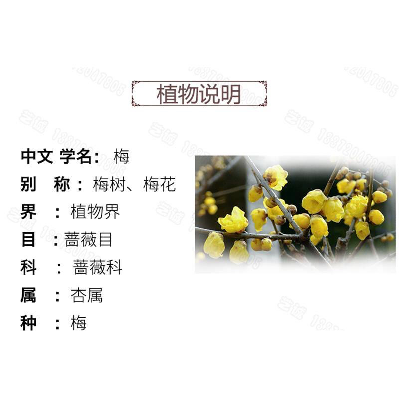 【美人梅】梅花树🌲庭院盆栽一手货源来电详谈