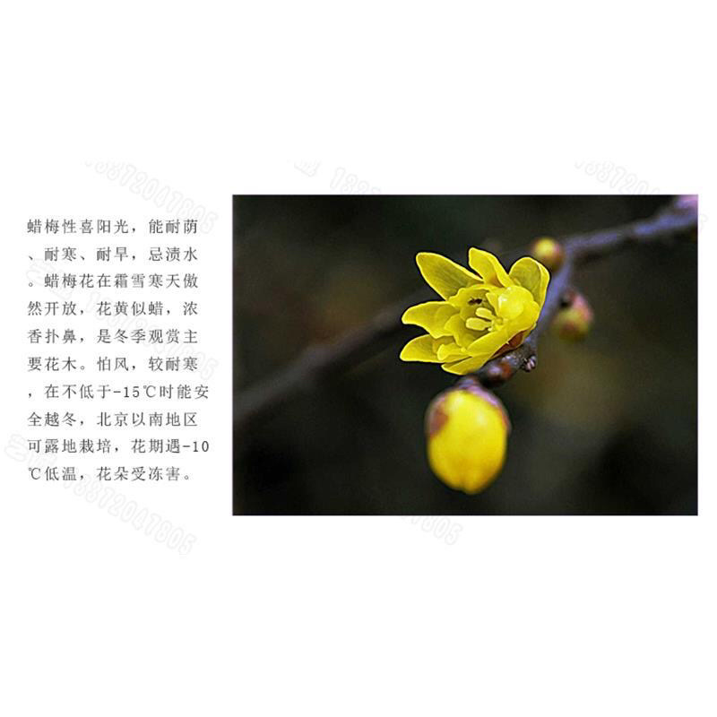 【美人梅】梅花树🌲庭院盆栽一手货源来电详谈