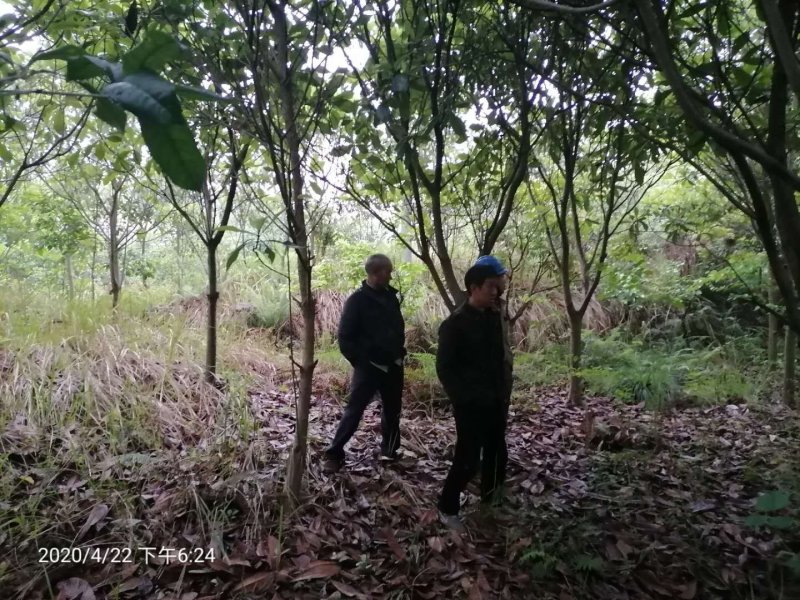 高低分枝精品枇杷树、风景树批发