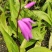 白芨苗、白芨苗子、白芨苗子、白芨种苗三叉紫花大白芨