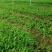 白芨苗、白芨苗子、白芨苗子、白芨种苗三叉紫花大白芨