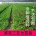 白芨苗、白芨苗子、白芨苗子、白芨种苗三叉紫花大白芨