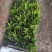 白芨苗、白芨苗子、白芨苗子、白芨种苗三叉紫花大白芨