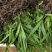 白芨苗、白芨苗子、白芨苗子、白芨种苗三叉紫花大白芨