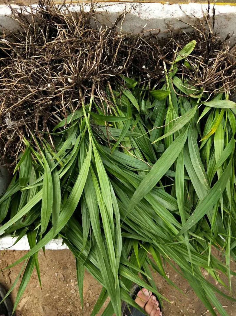 白芨苗、白芨苗子、白芨苗子、白芨种苗三叉紫花大白芨
