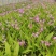 白芨苗、白芨苗子、白芨苗子、白芨种苗三叉紫花大白芨