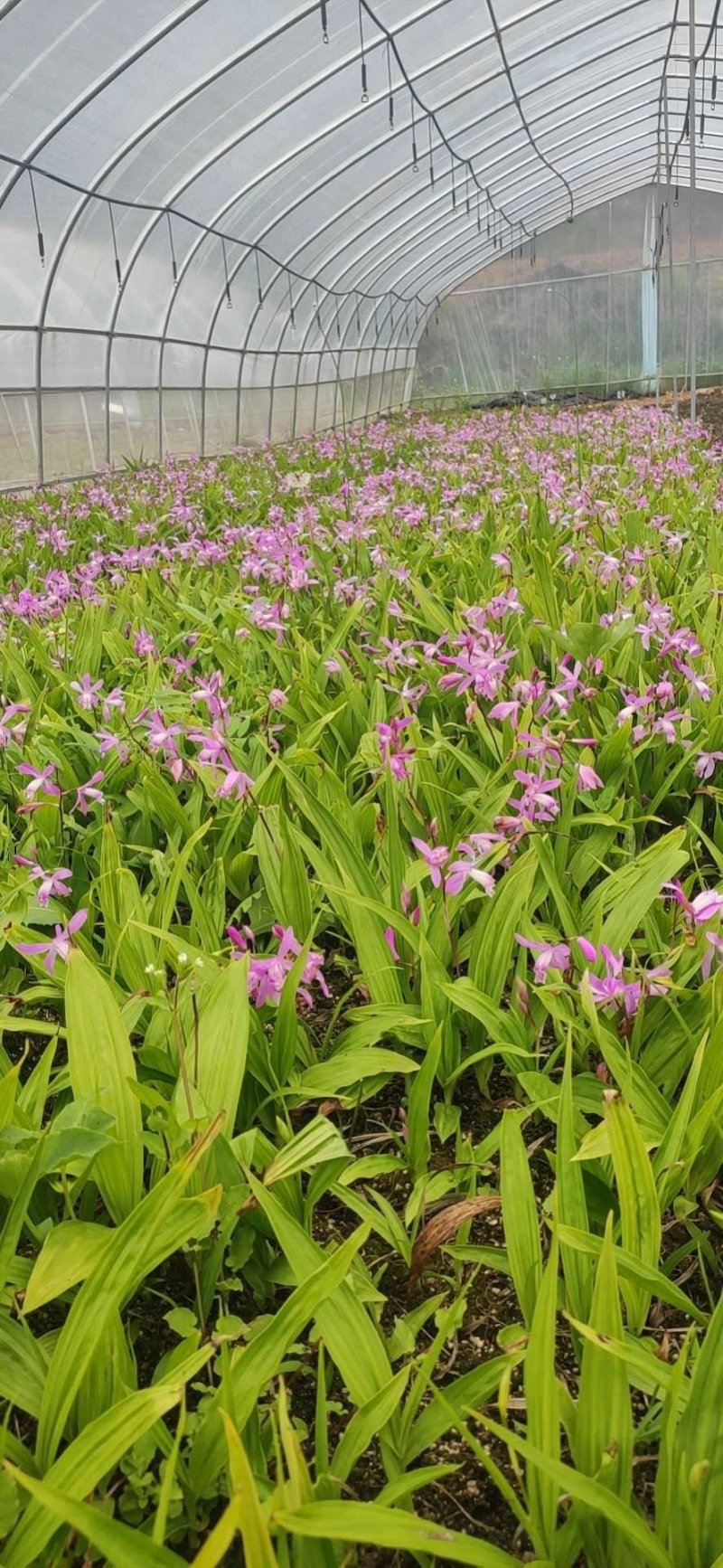 白芨苗、白芨苗子、白芨苗子、白芨种苗三叉紫花大白芨