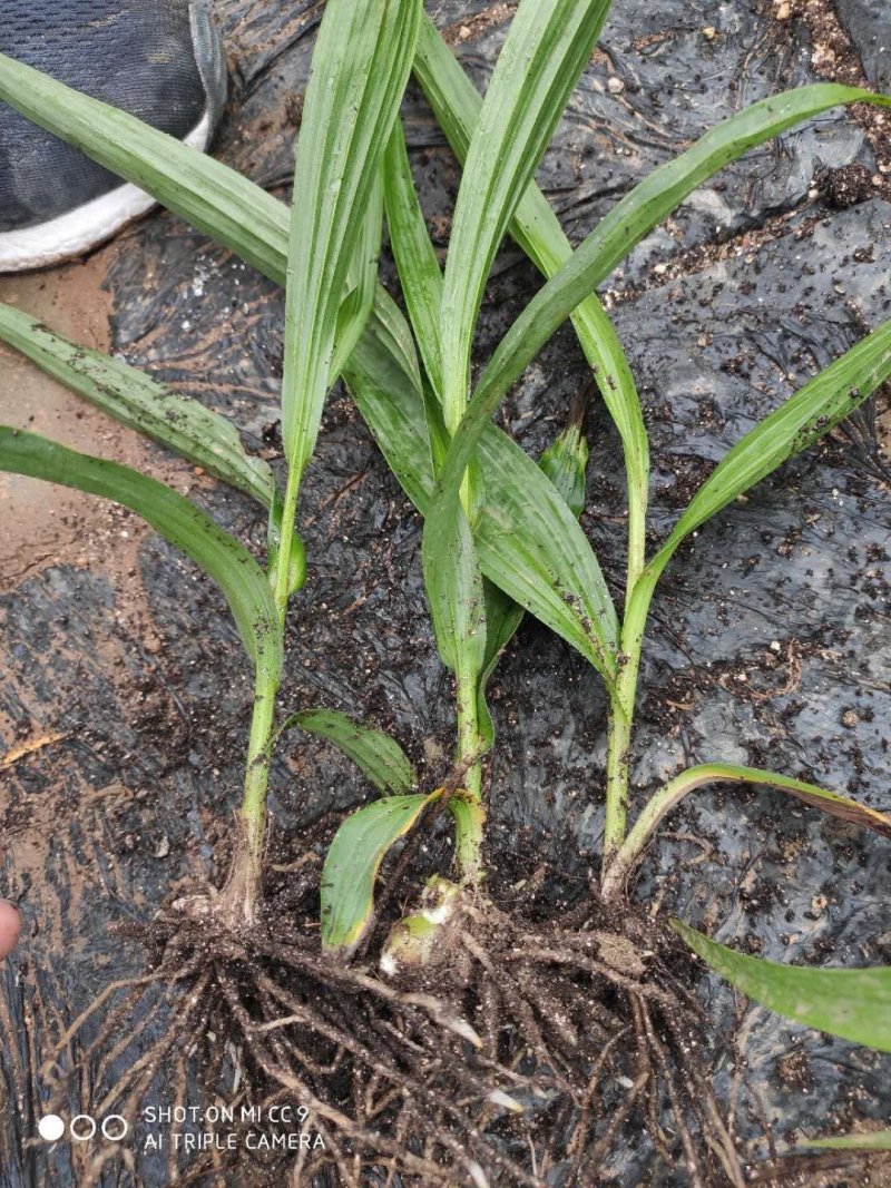 白芨苗、白芨苗子、白芨苗子、白芨种苗三叉紫花大白芨
