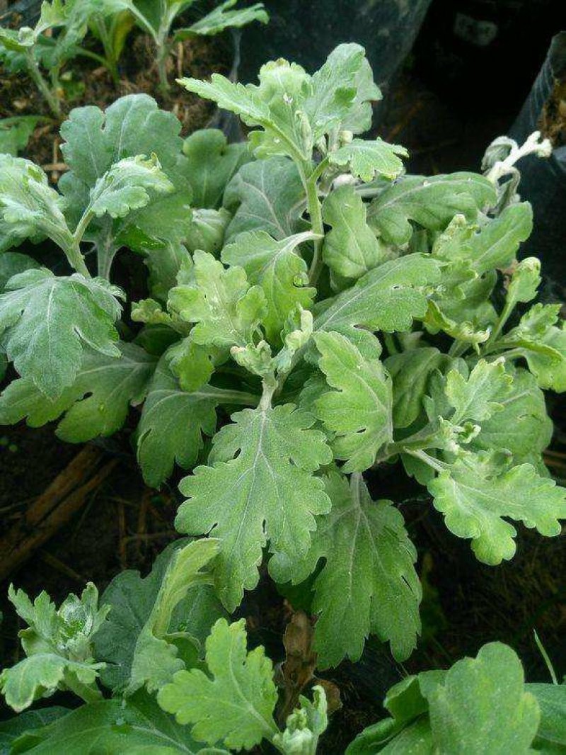 【热卖中】菊花苗品种齐全包技术指导现挖现发