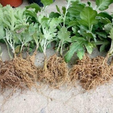 【热卖中】菊花苗品种齐全包技术指导现挖现发