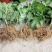【热卖中】菊花苗品种齐全包技术指导现挖现发