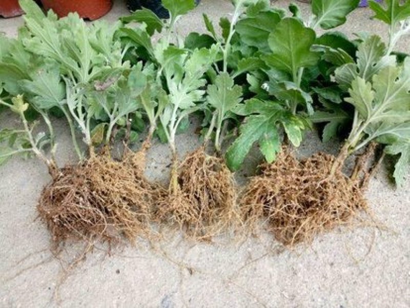 【热卖中】菊花苗品种齐全包技术指导现挖现发