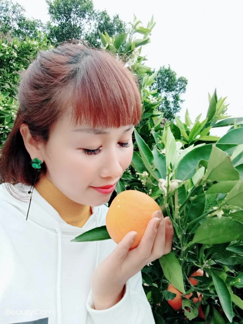秭归脐橙，中华红橙产地大量供应，看货采摘保质保量