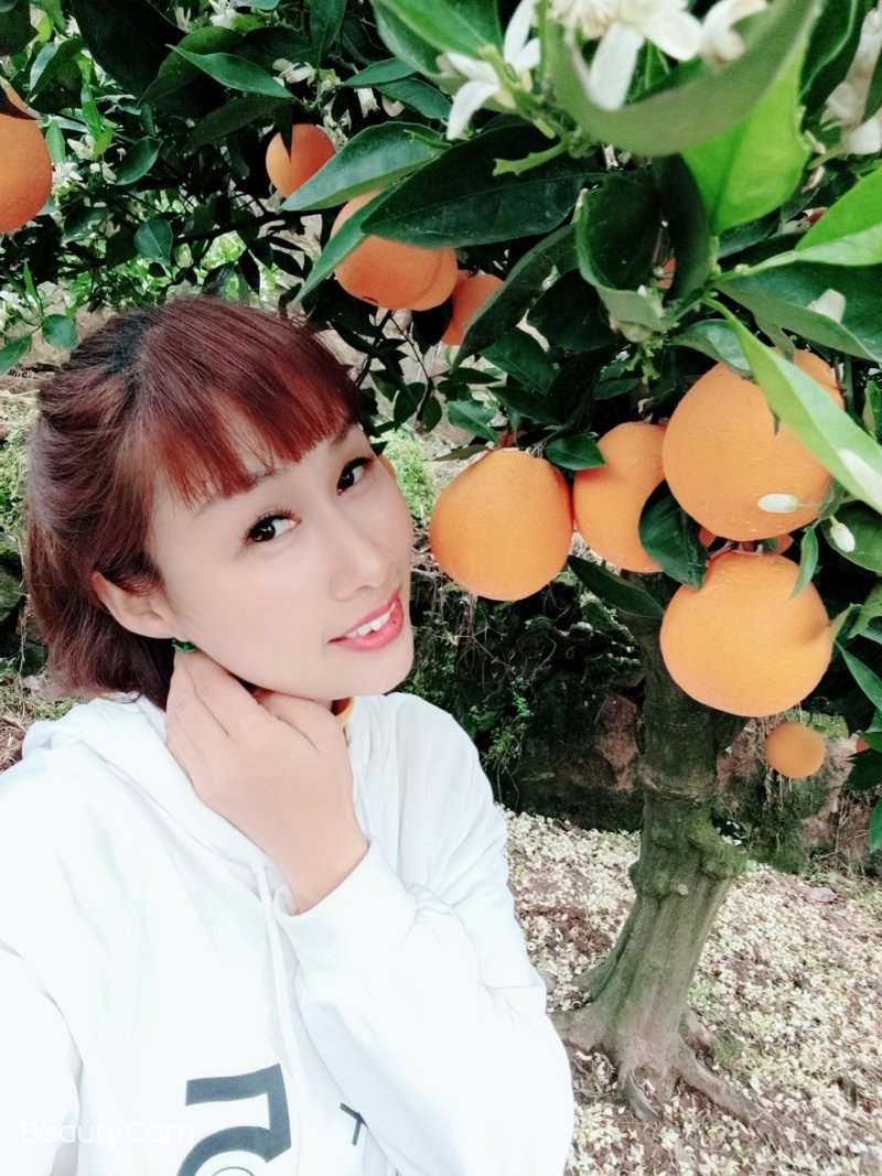 湖北秭归优质脐橙产地看货看货采摘诚信经营保质保量