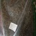 中药材生白花蛇舌草新鲜干货白花蛇草白花蛇舌草