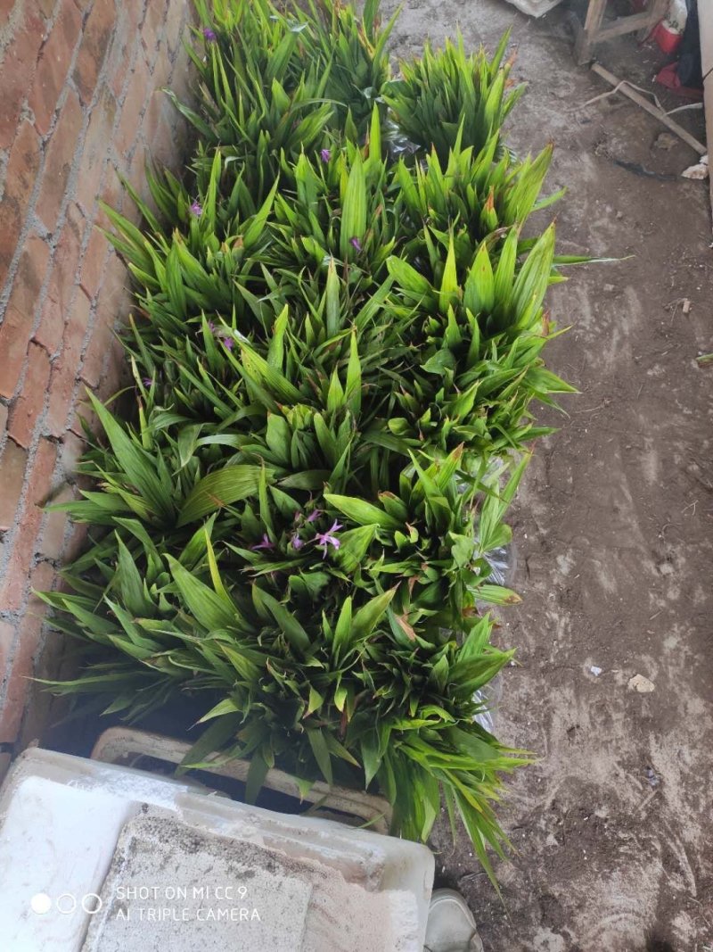 白芨苗子，白芨苗，白芨苗苗，三叉紫花大白芨