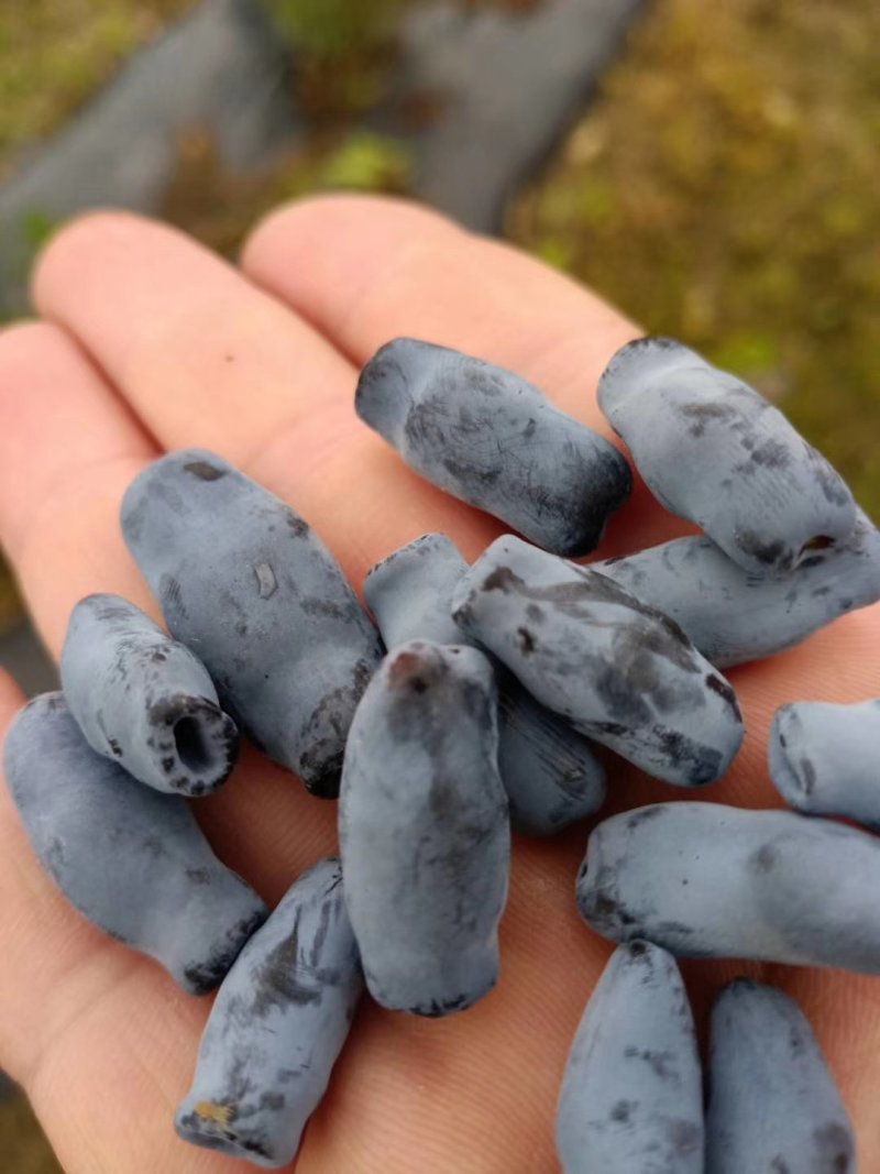 蓝靛果苗，一年苗，二年苗(秋天栽明年结果)