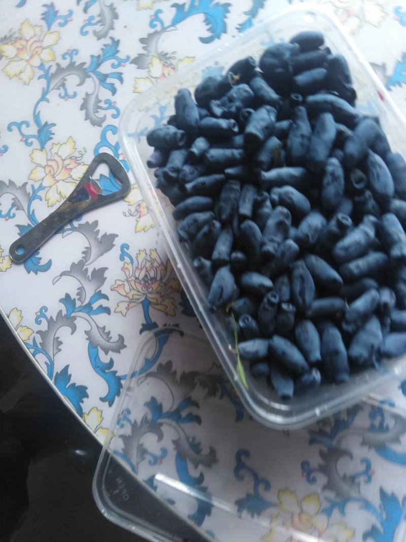 蓝靛果苗，一年苗，二年苗(秋天栽明年结果)