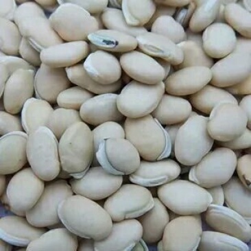 中药材精生草白扁豆种子农家峨眉豆白扁豆