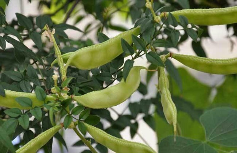 中药材精生草白扁豆种子农家峨眉豆白扁豆
