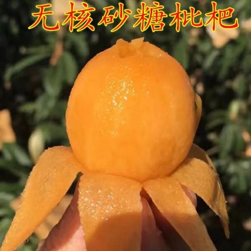 无核砂糖、大五星枇杷嫁接苗、新品种、甜度高品种