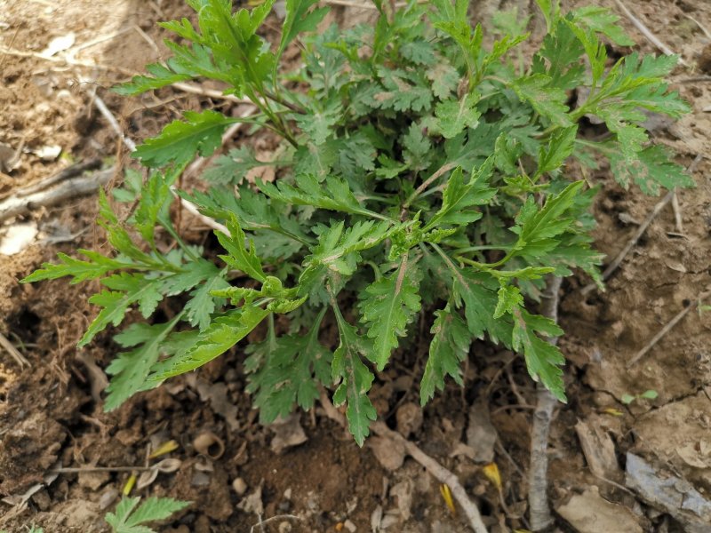 菊花脑种苗多年生的炒菜做汤大叶大株多根苗清凉提神