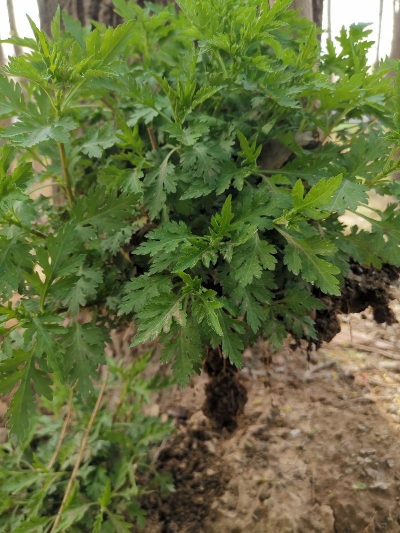 菊花脑种苗多年生的炒菜做汤大叶大株多根苗清凉提神