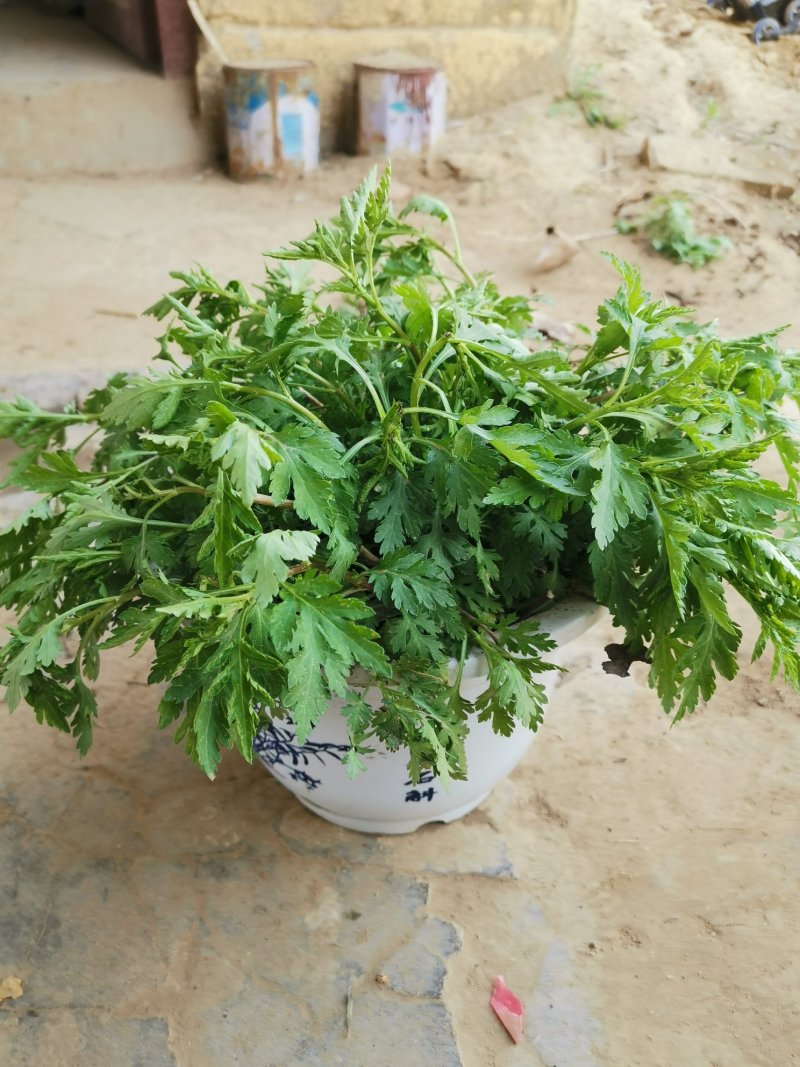 菊花脑种苗多年生的炒菜做汤大叶大株多根苗清凉提神