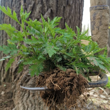 菊花脑种苗多年生的炒菜做汤大叶大株多根苗清凉提神