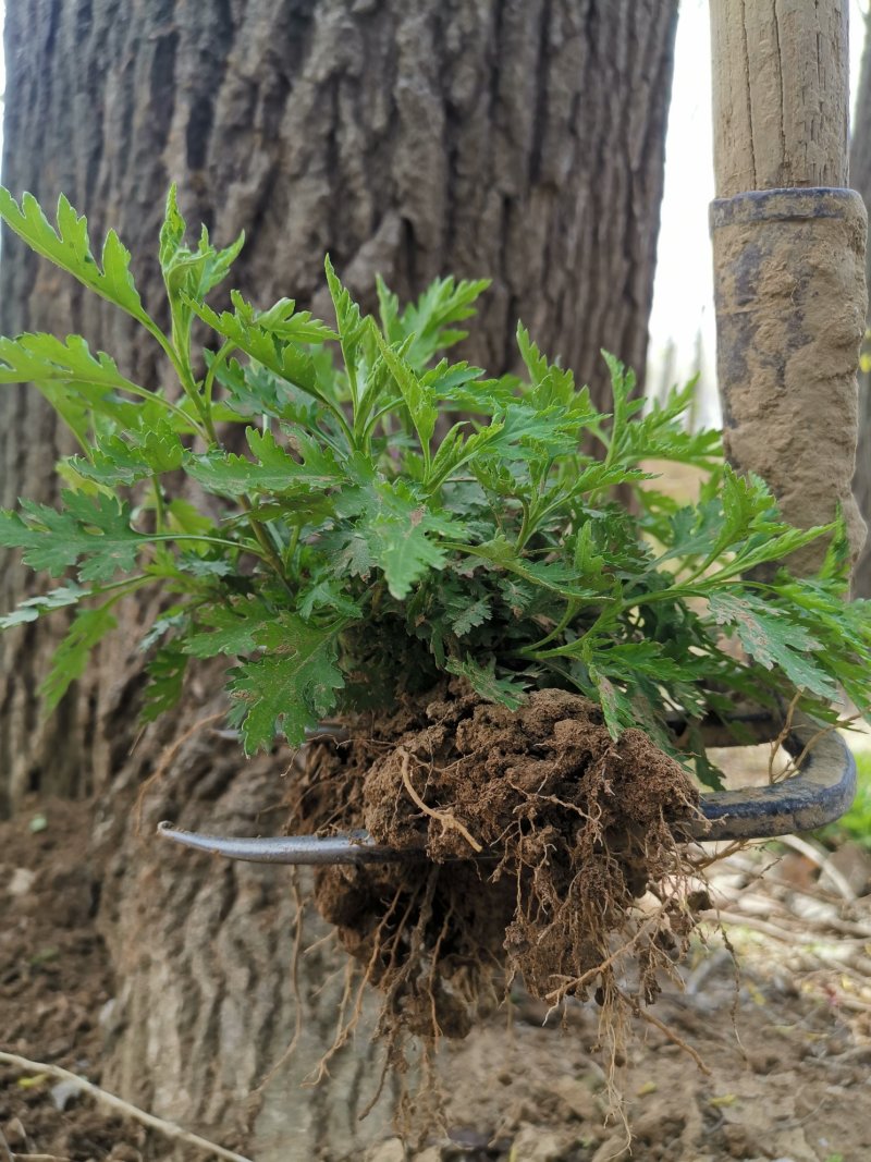 菊花脑种苗多年生的炒菜做汤大叶大株多根苗清凉提神