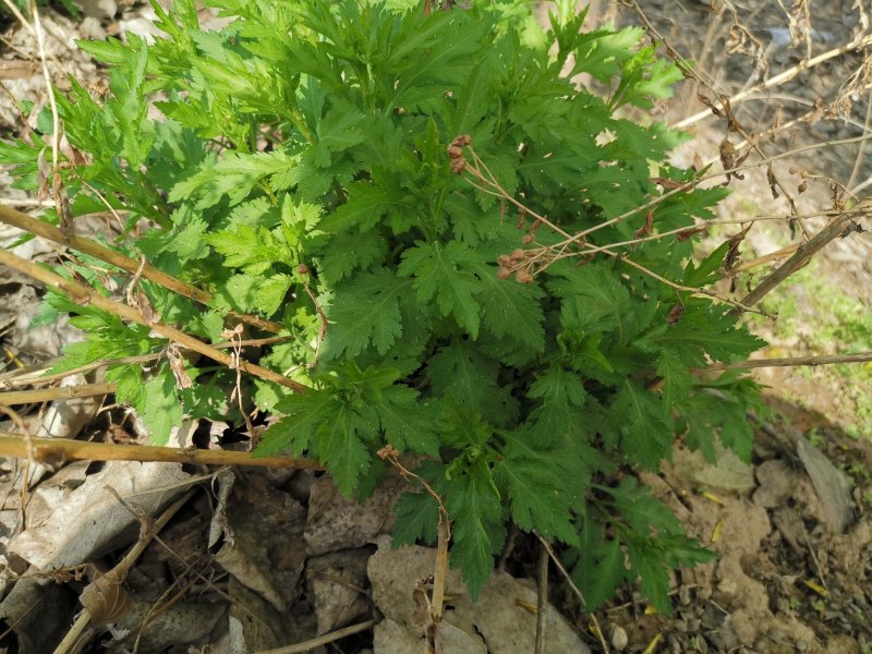 菊花脑种苗多年生的炒菜做汤大叶大株多根苗清凉提神
