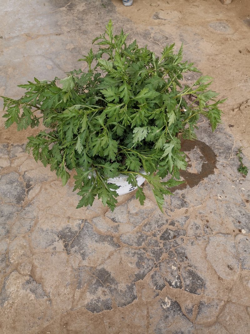 菊花脑种苗多年生的炒菜做汤大叶大株多根苗清凉提神