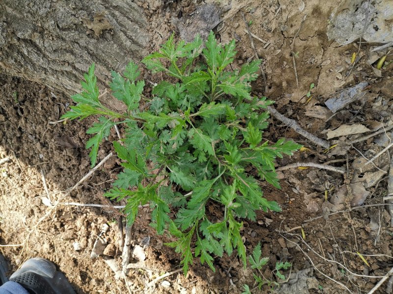菊花脑种苗多年生的炒菜做汤大叶大株多根苗清凉提神