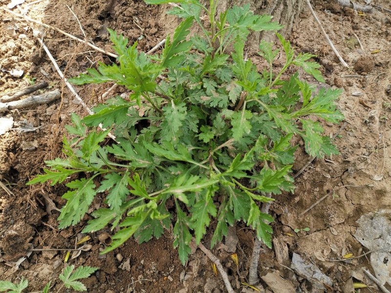菊花脑种苗多年生的炒菜做汤大叶大株多根苗清凉提神