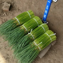 蒜苔精品蒜苔基地直供量大从优价格随行