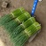 蒜苔精品蒜苔基地直供量大从优价格随行
