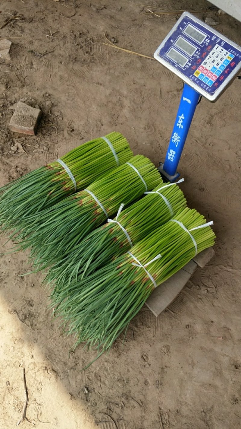 蒜苔精品蒜苔基地直供量大从优价格随行