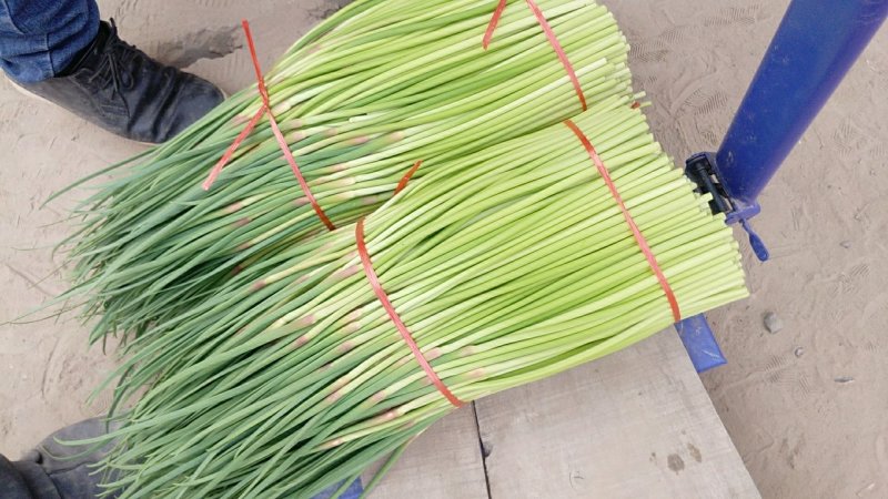 蒜苔精品蒜苔基地直供量大从优价格随行