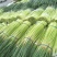 蒜苔精品蒜苔基地直供量大从优价格随行