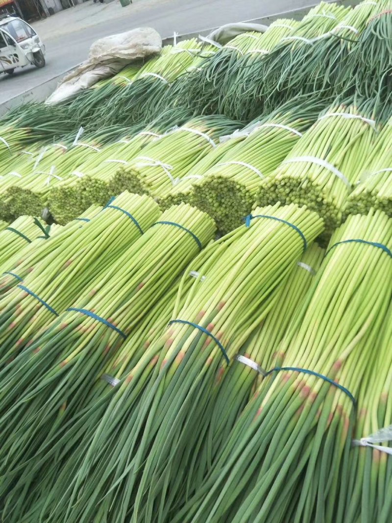 蒜苔精品蒜苔基地直供量大从优价格随行