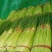 蒜苔精品蒜苔基地直供量大从优价格随行