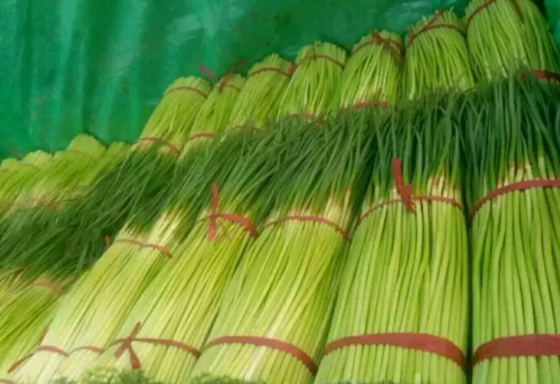 蒜苔精品蒜苔基地直供量大从优价格随行