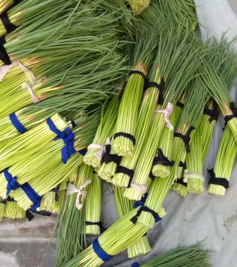 蒜苔精品蒜苔基地直供量大从优价格随行