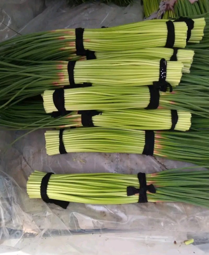 蒜苔精品蒜苔基地直供量大从优价格随行