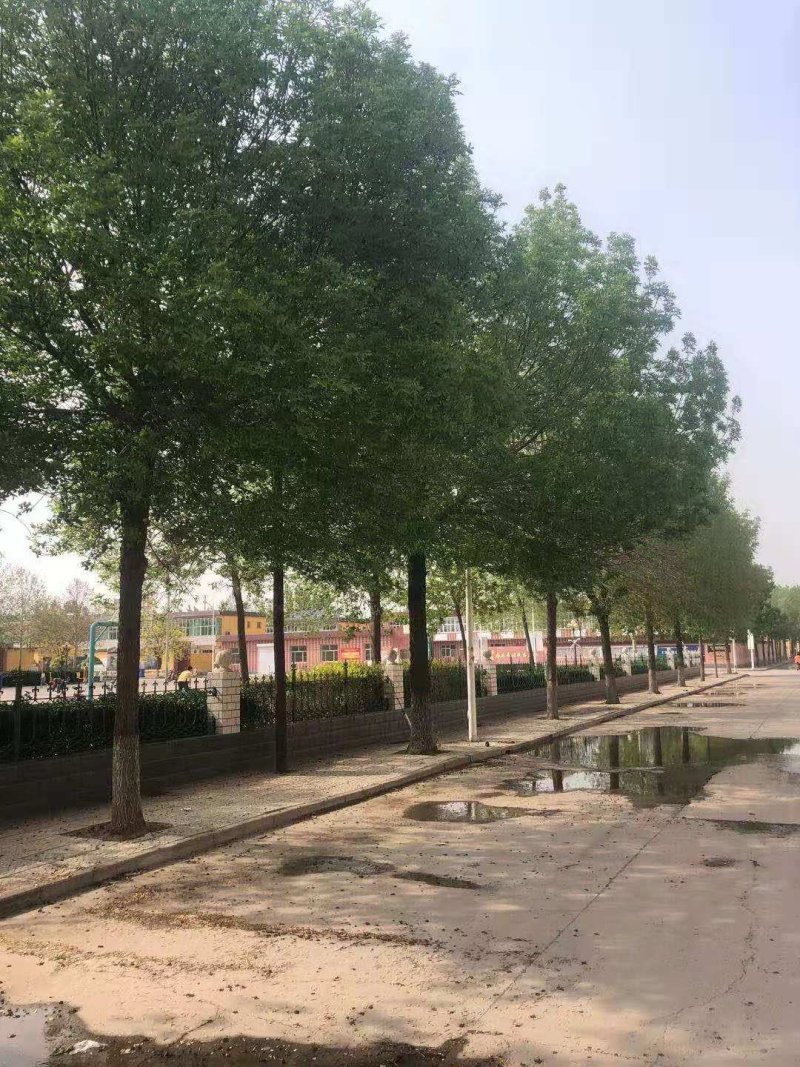 8公分白蜡到20公分各规格大量供应。一手货源