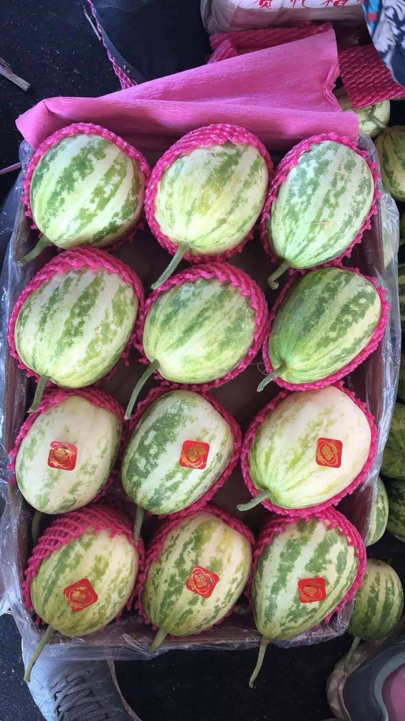大荔县和蒲城县两个县各种甜瓜正在预售中（代发、代办）