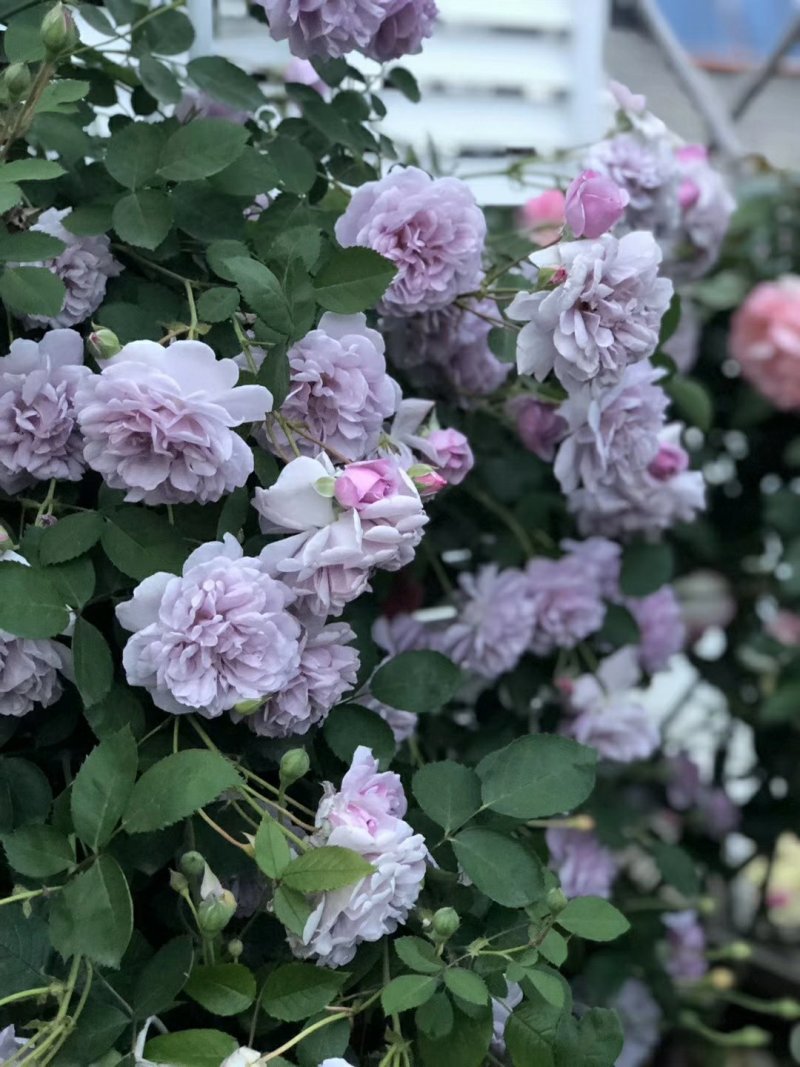 艾拉绒球自由精神蓝色阴雨粉色龙沙宝石欧月攀援花卉月季爬藤